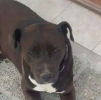 Sacrificaron a un perro pitbull en Jujuy porque estaba prendido a la pierna de una señora