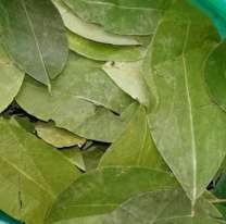 Hoja de coca: aumentó un 50% el precio en Jujuy