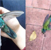 Aparecieron varios colibríes muertos: el estremecedor significado
