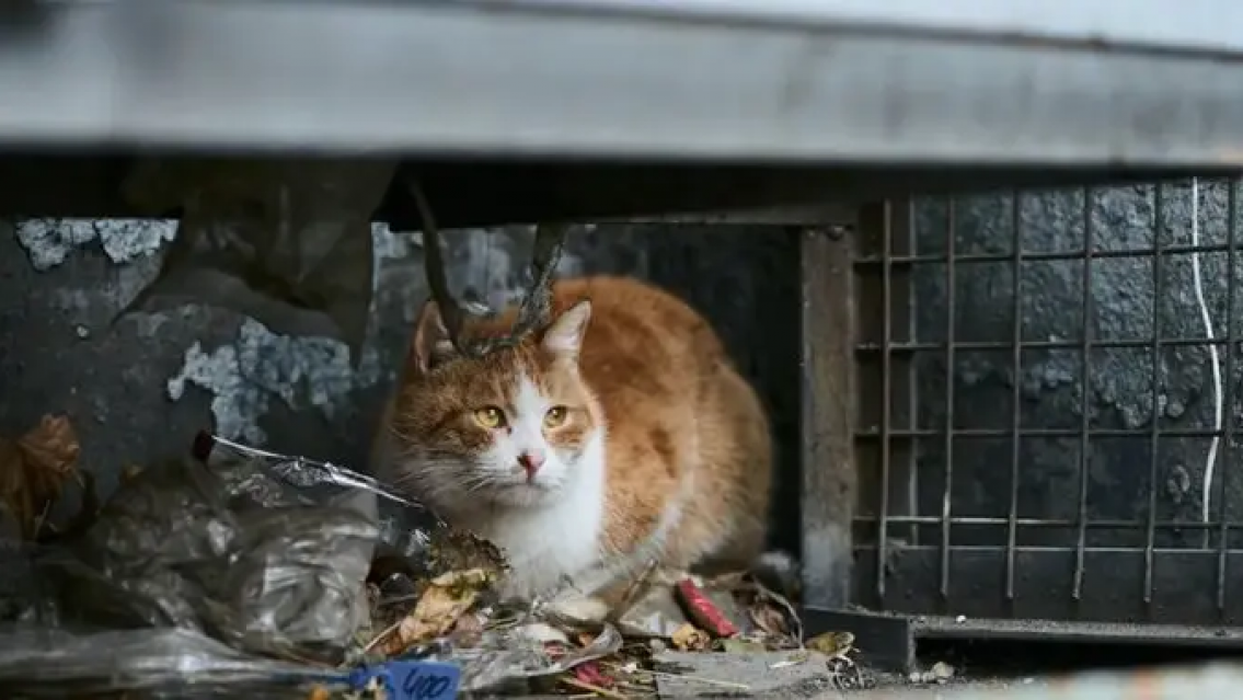 El horror: iban a vender gatos como carne de cordero y la Policía atrapó a los delincuentes a tiempo