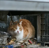 El horror: iban a vender gatos como carne de cordero y la Policía atrapó a los delincuentes a tiempo