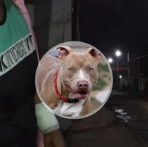 Ataque de pitbulls en Alto Comedero: vecinos piden sanciones para los dueños