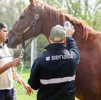 La rara enfermedad del caballo por la que aislaron a 20 salteños: qué es y síntomas