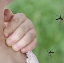 "Mosquitos de inundación": síntomas y claves contra el transmisor de la encefalitis equina