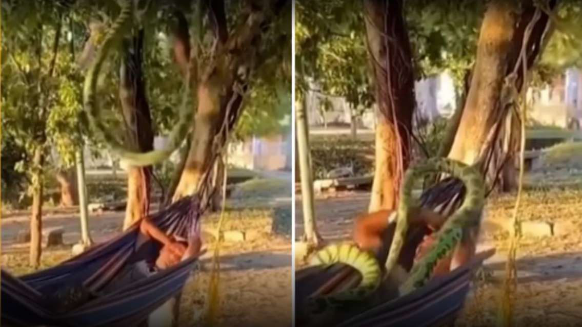 Se durmió en la hamaca y cuando despertó tenía una serpiente gigante encima [VIDEO]
