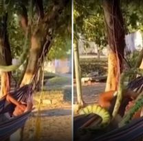 Se durmió en la hamaca y cuando despertó tenía una serpiente gigante encima [VIDEO]