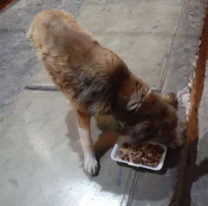 Jujeña salió a darle de comer a su perro y dos chorros se metieron a su casa