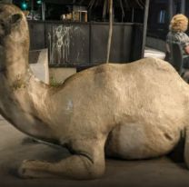 [HAY VIDEO] Así fue el robo de Lucía de Gran Hermano de la estatua del camello en un restaurante salteño