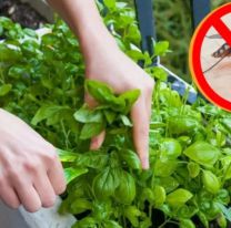 Estas son las plantas que mantendrán tu casa a salvo de los mosquitos