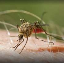 Alerta en todo el país: llegó la malaria a Argentina y ya hay un muerto