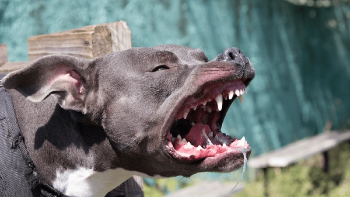 La nena atacada por un pitbull permanecerá en terapia, está con respirador
