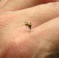 Cómo curar una picadura de mosquito sin lastimarte