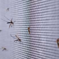  Cinco trucos caseros para evitar las picaduras de mosquitos