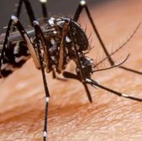 Alerta por los casos de dengue en Jujuy: se suman decenas de casos