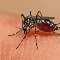 Qué pasa si te pica el dengue dos veces: en qué casos puede ser mortal