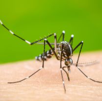 [ALERTA] Se confirmó el segundo fallecimiento por dengue en Salta