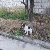 Apareció un bull dog abandonado en una calle de Jujuy: Todos se lo quieren llevar
