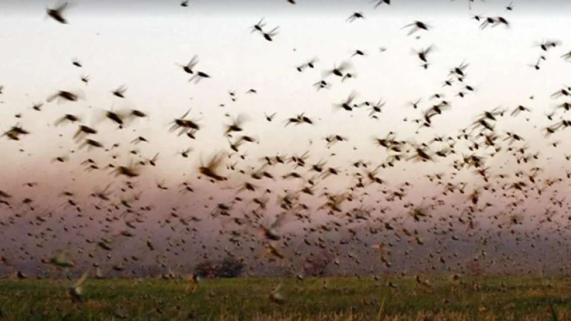 Invasión de saltamontes: ¿Qué significa que aparezcan en tu casa?