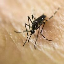 La atención por casos de dengue bajó un 50% en Perico