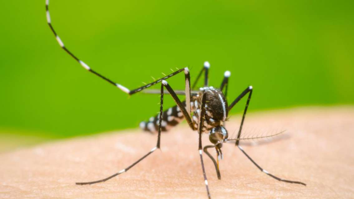 Se duplicaron los casos de dengue en Jujuy