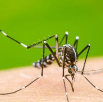 Aumenta el número de casos de dengue en Jujuy: más de 1300 contagios