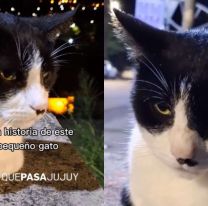 Jujuy: La historia desconocida del gato que aparece en las paradas de colectivos