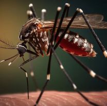 Si tienes síntomas de dengue, ¡no hagas esto!