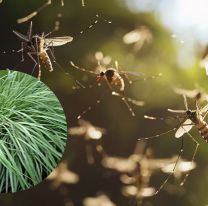 Dengue: la planta que sirve como repelente casero para ahuyentar mosquitos