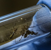Wolbachia: la solución que tomó un país para erradicar el dengue 