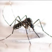 Dengue en Jujuy: reportan 2230 casos en la última semana