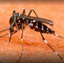 Brote de dengue en Jujuy:  Ya son  7818 infectados y cuatro fallecimientos