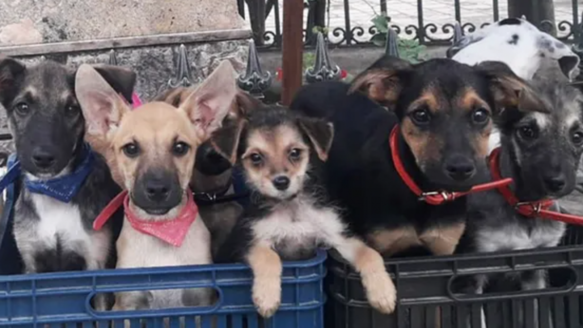 Jujeños con mascotas ya pueden registrarlas en San Salvador de Jujuy: los detalles