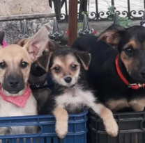 Jujeños con mascotas ya pueden registrarlas en San Salvador de Jujuy: los detalles