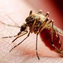 Chaqueño se contagió dos serotipos de dengue y falleció