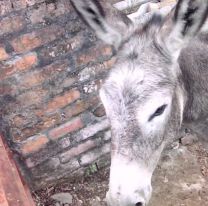 A muy buen precio: Rematan burros y caballos en Jujuy