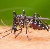 Bajaron los casos de dengue en Jujuy y cayó la demanda de vacunas