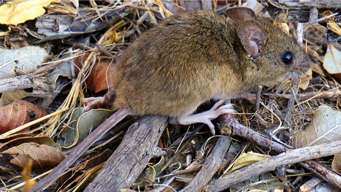 Alerta por hantavirus en Jujuy: confirmaron 7 Casos en 2024 