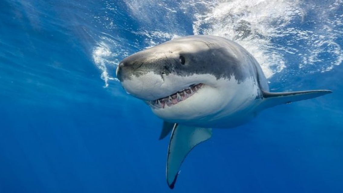 Realidad que supera la ficción: famoso actor fue atacado por un tiburón y murió