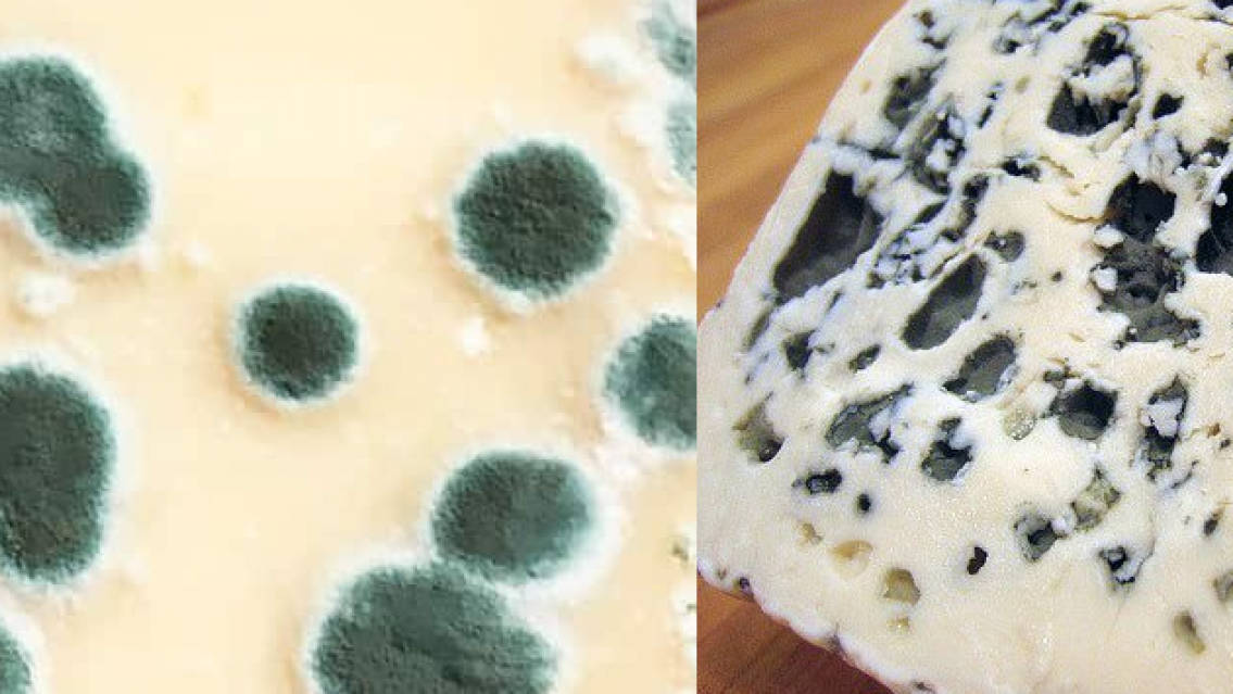 El queso que no podrás comer nunca más: está prohibido
