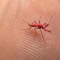 [URGENTE] Aparecieron miles de mosquitos rojos: porqué no hay que eliminarlos