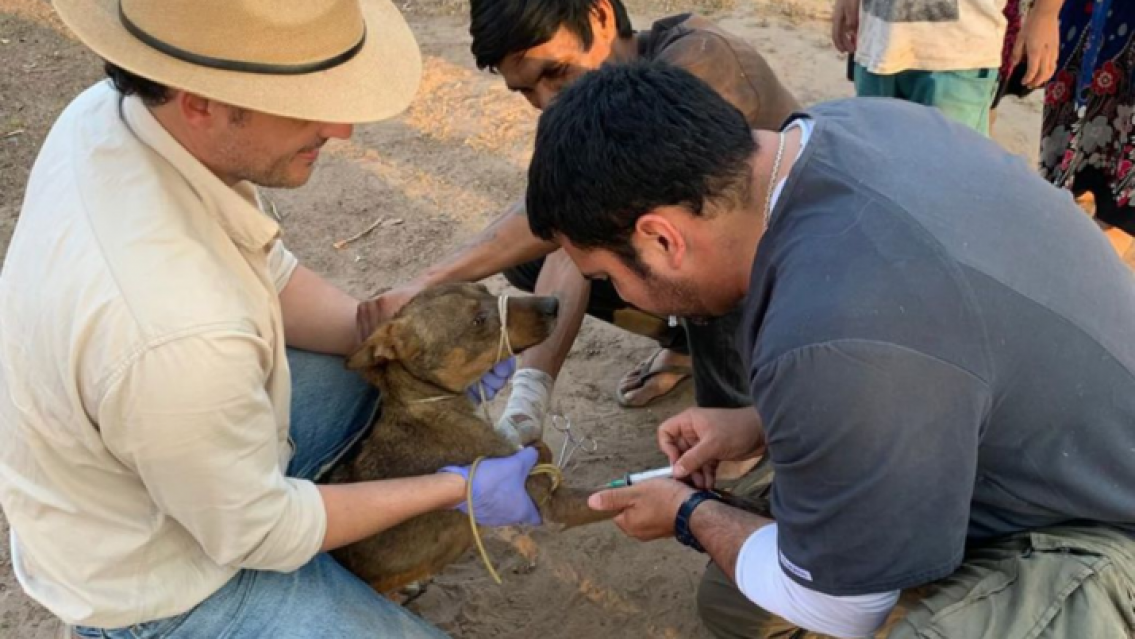 Más de 10 casos de Leishmaniasis en Jujuy, así se despide el verano