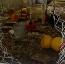 Norteño vio a un chango robandose sus gallinas y lo dejó en coma