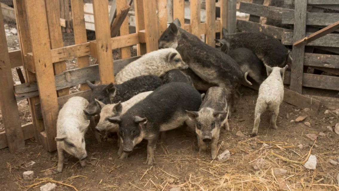Chanchos se comieron a una nena, la agarraron a mordiscones