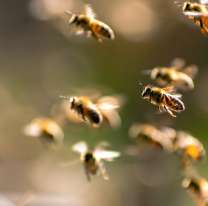 Abejas atacaron a una mujer en Jujuy: quedó internada en grave estado 