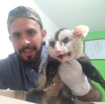 Temporada de zarigüeyas en Jujuy: todo lo que tenés que saber