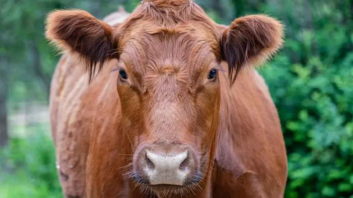 De terror: campesino intentó violar a un animal que reaccionó mal y lo mató