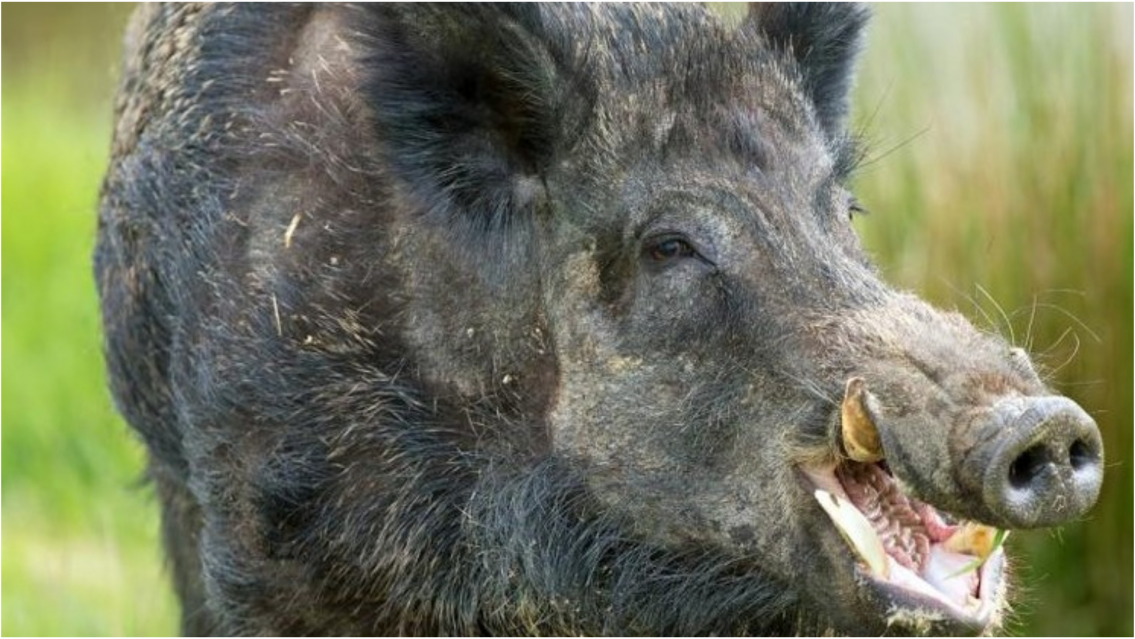 Norteño fue atacado hasta la muerte por un "chancho del monte"