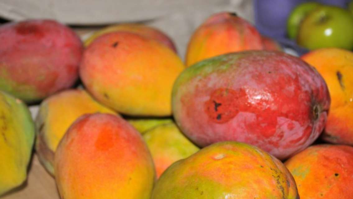 El mango de Bolivia perjudica la producción de Jujuy: No vendemos nada
