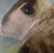 ¿Qué pasó en Ciudad Cultural? Profesionales revisan a los animalitos envenenados
