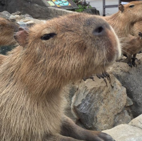 "También hay malos": una chica fue atacada por un capibara, a tener ojo